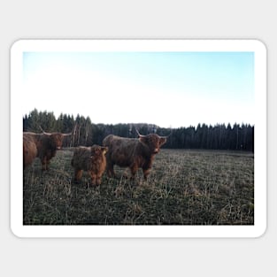 Scottish Highland Cattle Cows and Calf 1850 Sticker